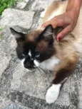 Filó