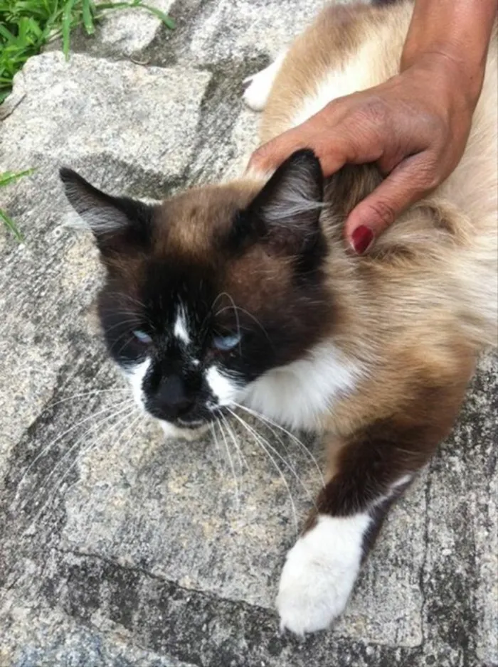Gato ra a Siamesa mestiça  idade 2 anos nome Filó