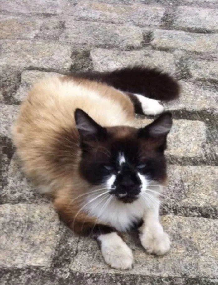 Gato ra a Siamesa mestiça  idade 2 anos nome Filó