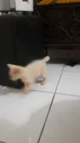 Naninha
