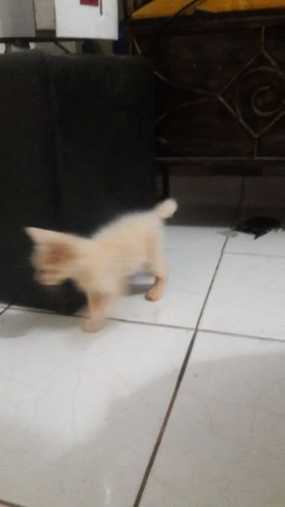 Gato raça Não  sei idade 2 a 6 meses nome Naninha