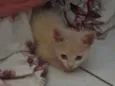 Naninha