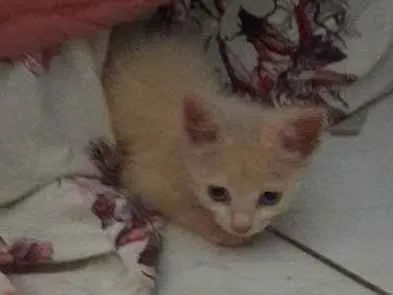 Gato raça Não  sei idade 2 a 6 meses nome Naninha