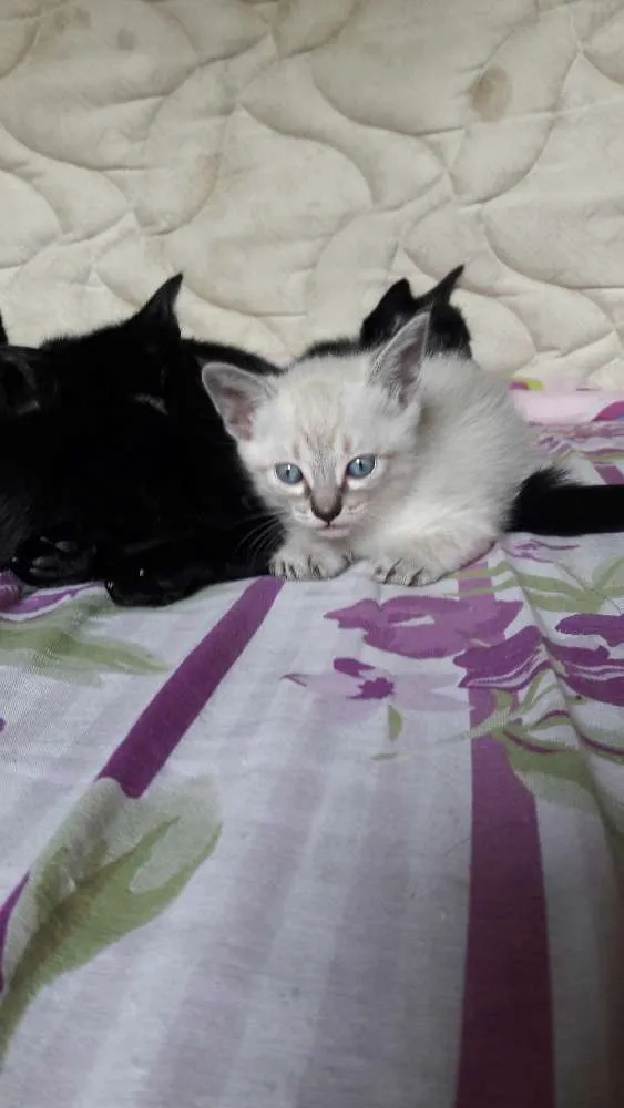 Gato ra a Srd idade 2 a 6 meses nome Bebês fofinhos