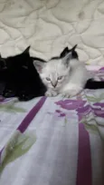 Bebês fofinhos