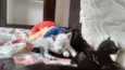 Bebês fofinhos