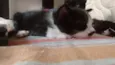 Bebês fofinhos