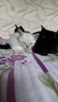 Bebês fofinhos