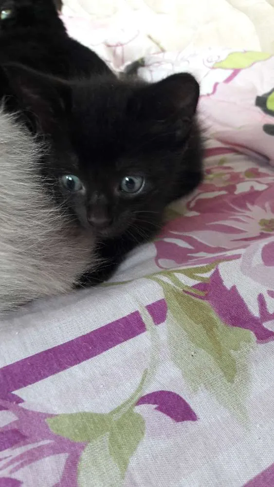 Gato ra a Srd idade 2 a 6 meses nome Bebês fofinhos