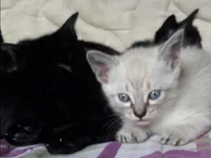 Gato raça Srd idade 2 a 6 meses nome Bebês fofinhos