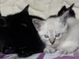 Bebês fofinhos