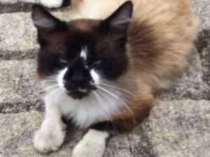 Gato raça Siamesa mestiça  idade 2 anos nome Filó