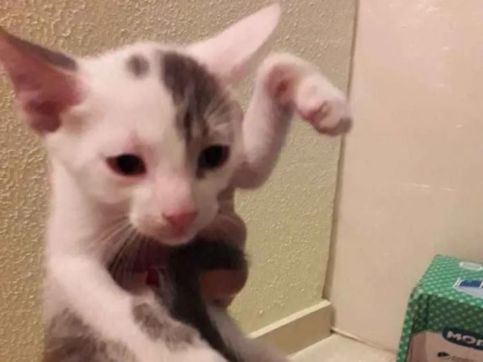 Gato ra a  idade 2 a 6 meses nome Mimi
