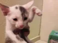 Mimi