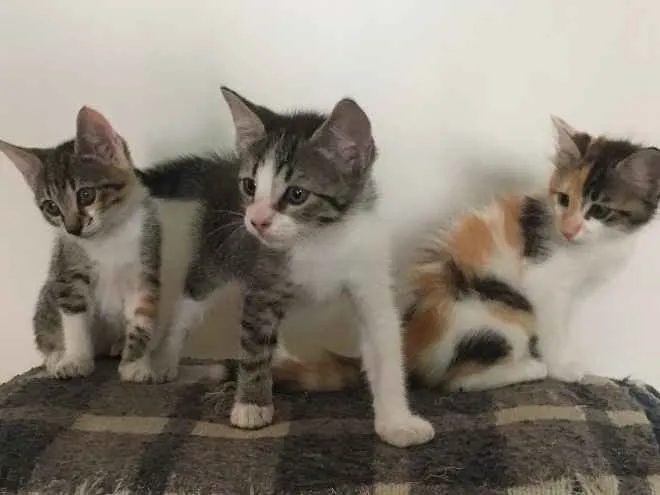 Gato ra a PCB idade 2 a 6 meses nome Sem nome 