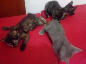 Gato raça Nao sabemos idade Abaixo de 2 meses nome Sem nome