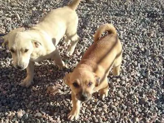 Cachorro raça SRD idade 2 a 6 meses nome siriguela