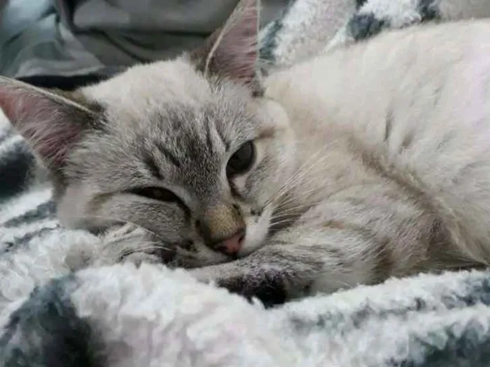 Gato ra a Siamês idade 7 a 11 meses nome Lua