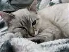 Gato raça Siamês idade 7 a 11 meses nome Lua