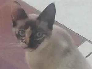 Gato raça Siamês idade 2 a 6 meses nome não tem