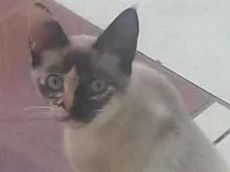 Gato ra a Siamês idade 2 a 6 meses nome não tem