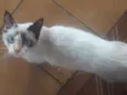 não tem