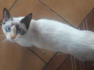 Gato raça Siames idade 2 a 6 meses nome não tem
