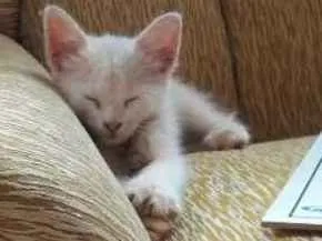 Gato raça Não  sei idade 2 a 6 meses nome Naninha
