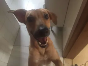 Cachorro raça vira lata idade 1 ano nome Dandinha
