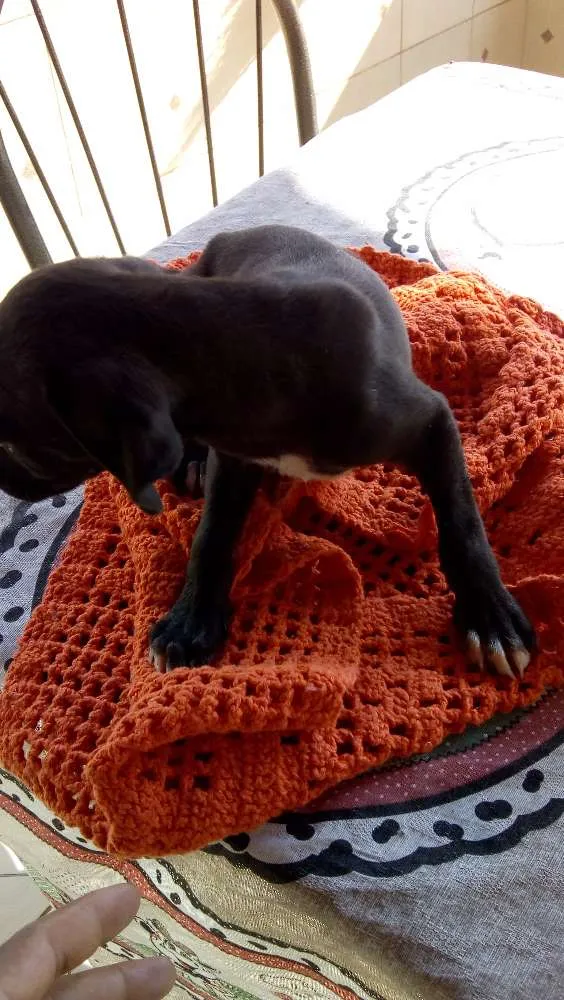 Cachorro ra a Vira lata  idade 2 a 6 meses nome Sem nome 