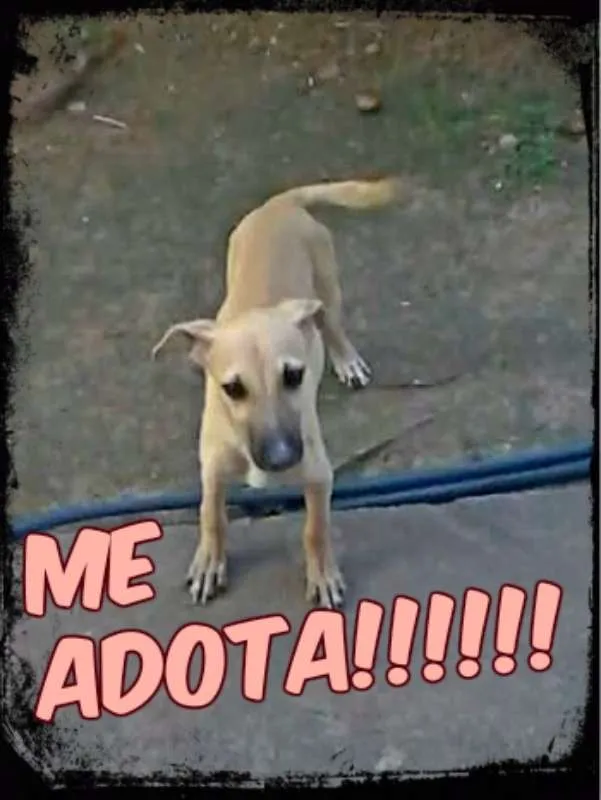 Cachorro raça Sem raça definida idade 2 a 6 meses nome Sem nome