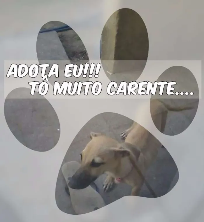 Cachorro raça Sem raça definida idade 2 a 6 meses nome Sem nome