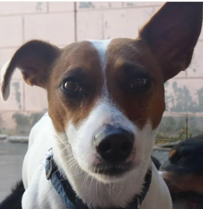 Cachorro ra a Jack Russell  idade 5 anos nome Escolher