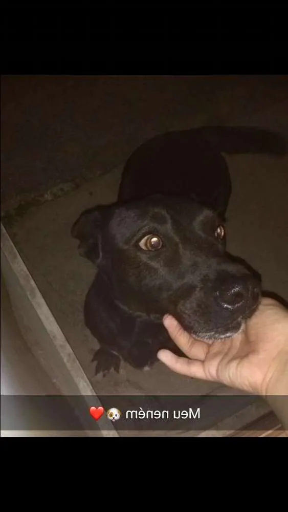 Cachorro ra a Vira lata idade 2 anos nome Sasha