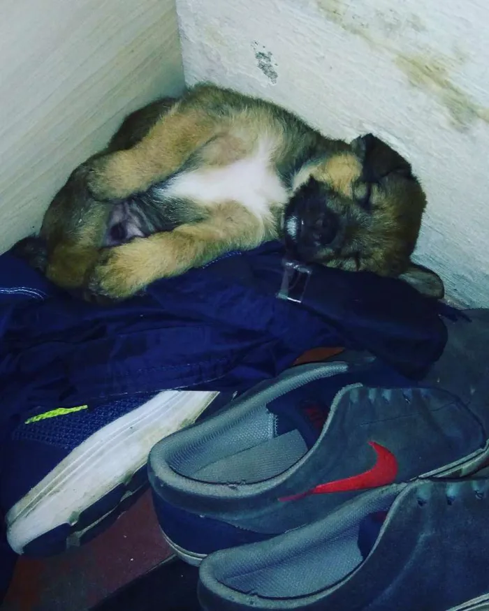 Cachorro ra a Vira lata idade Abaixo de 2 meses nome Júnior