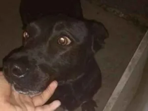 Cachorro raça Vira lata idade 2 anos nome Sasha