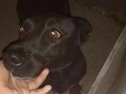 Cachorro ra a Vira lata idade 2 anos nome Sasha