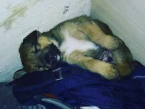Cachorro raça Vira lata idade Abaixo de 2 meses nome Júnior