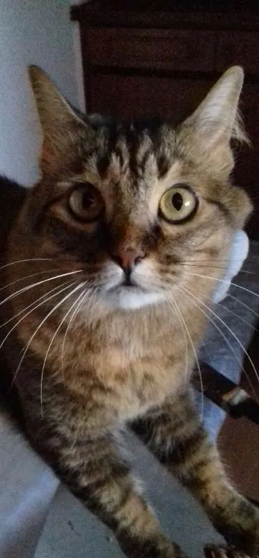 Gato ra a SRD idade 4 anos nome Aysha