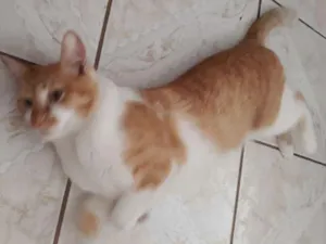 Gato raça Mestiço  idade 1 ano nome Jack