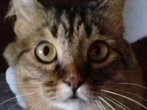 Gato raça SRD idade 4 anos nome Aysha