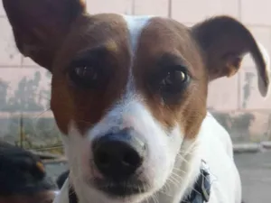 Cachorro raça Jack Russell  idade 5 anos nome Escolher