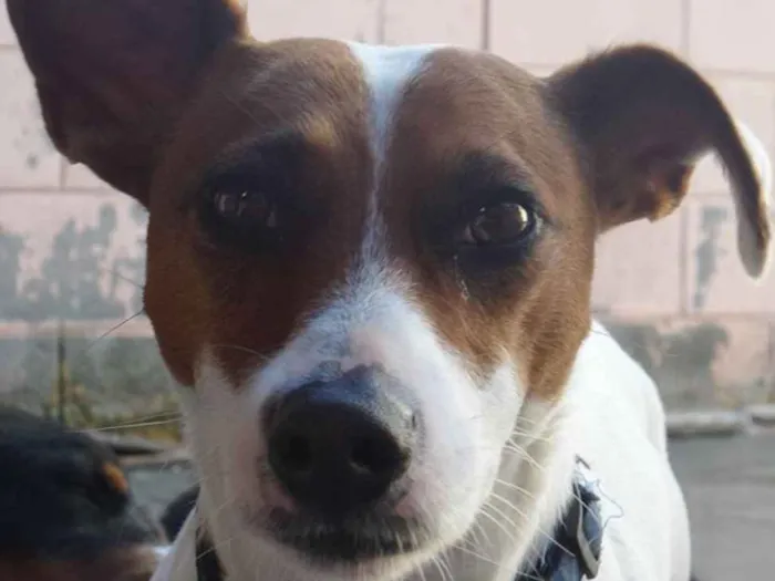Cachorro ra a Jack Russell  idade 5 anos nome Escolher
