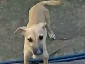 Cachorro raça Sem raça definida idade 2 a 6 meses nome Sem nome