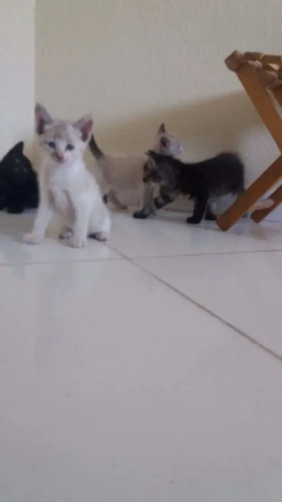 Gato ra a idade Abaixo de 2 meses nome Sem nomes