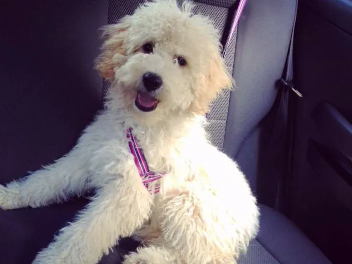 Cachorro ra a Poodle idade 1 ano nome Luna