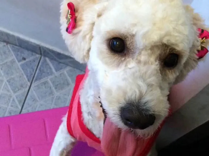 Cachorro ra a Poodle idade 1 ano nome Luna