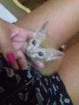 Gato raça Vira lata idade 2 a 6 meses nome Heloá e Lurdes