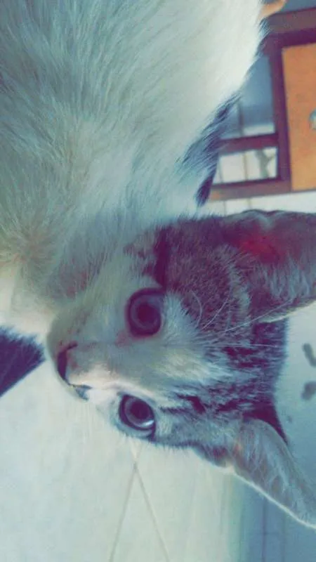 Gato ra a  idade 2 a 6 meses nome Gatu