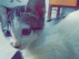 Gatu
